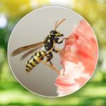 Metodo per allontanare vespe e api dal giardino
