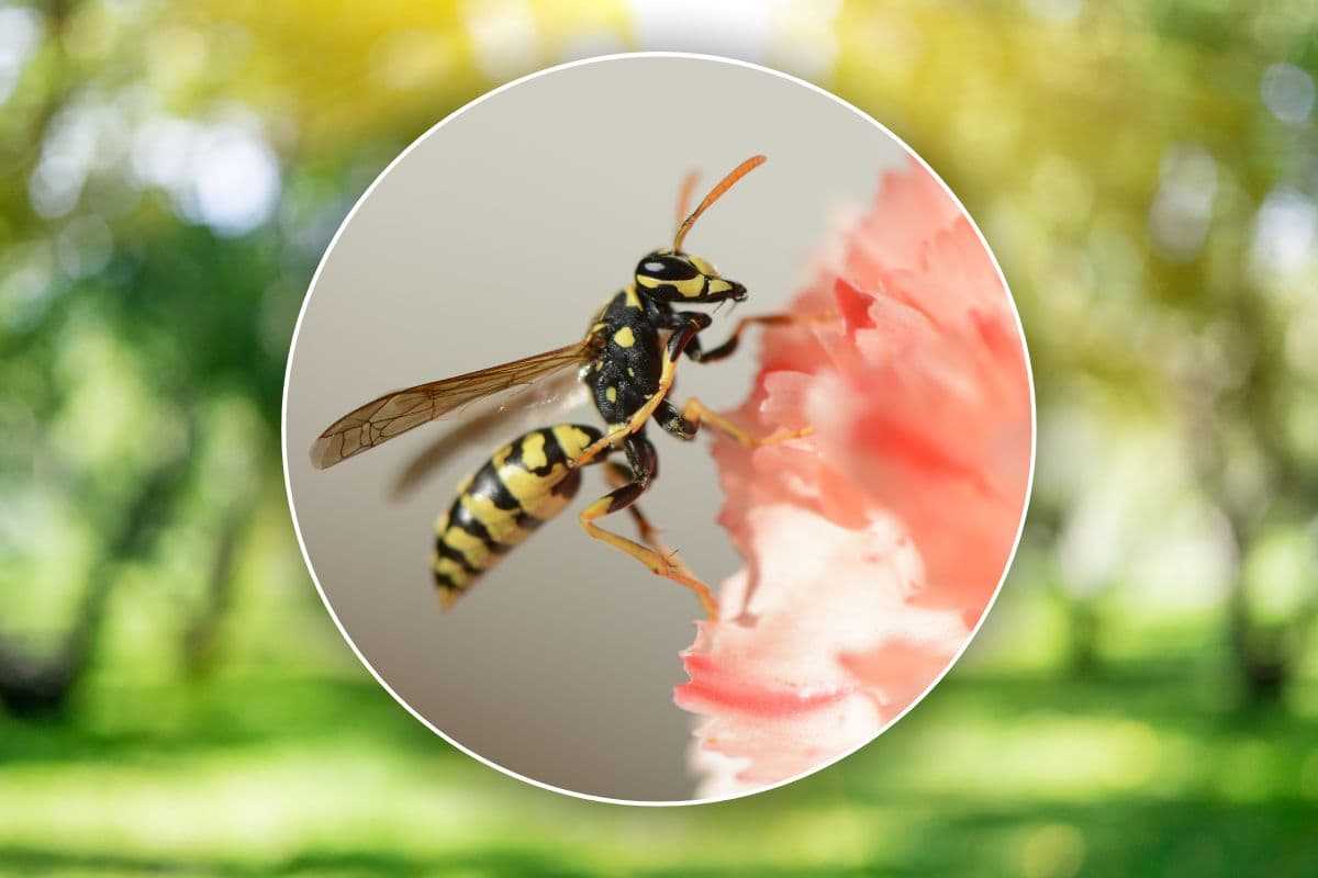 Metodo per allontanare vespe e api dal giardino