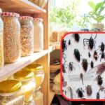 rimedio contro insetti dispensa